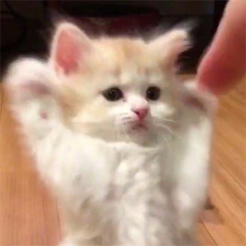 Ảnh đại diện của Hoàng Vũ